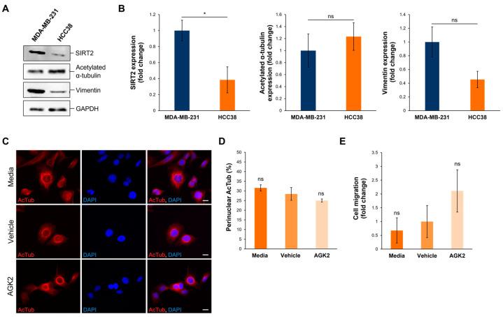 https://cdn.ncbi.nlm.nih.gov/pmc/blobs/a3cd/11639776/d478b9568311/cells-13-02023-g008.jpg