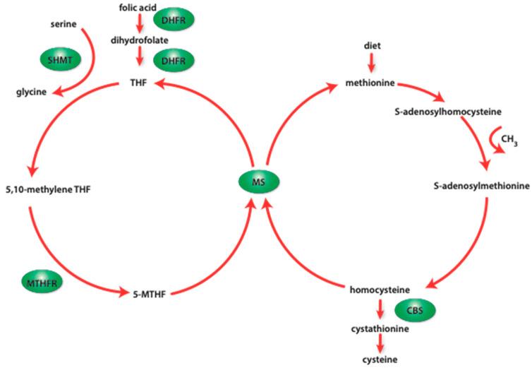 https://cdn.ncbi.nlm.nih.gov/pmc/blobs/a3d0/10934520/b0151cc64c8d/nutrients-16-00678-g002.jpg