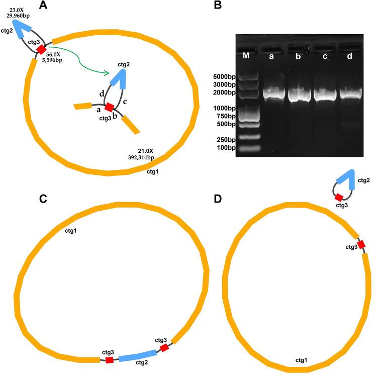 https://cdn.ncbi.nlm.nih.gov/pmc/blobs/a3d2/11069145/884df90147d8/12870_2024_4978_Fig1_HTML.jpg