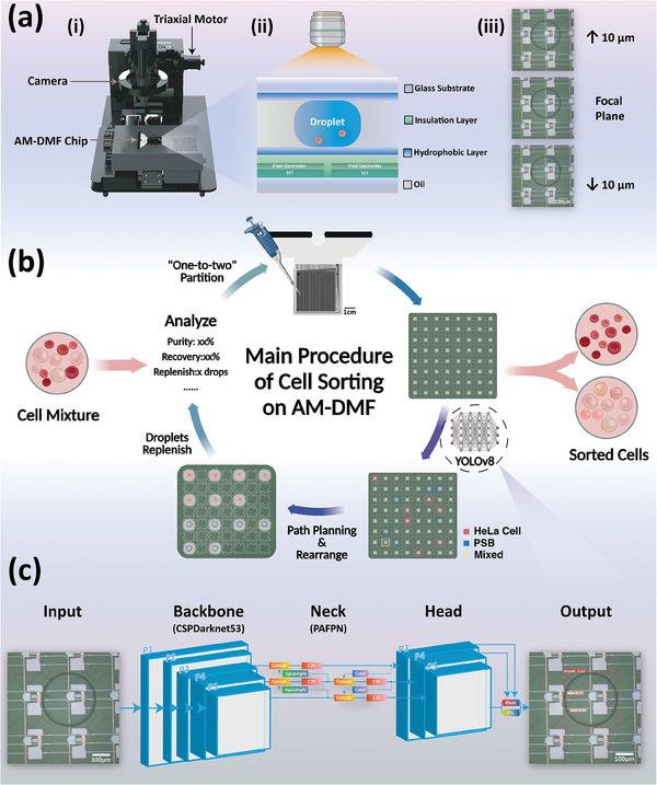 https://cdn.ncbi.nlm.nih.gov/pmc/blobs/a3d2/11906218/51b30c36ca40/ADVS-12-2408353-g001.jpg