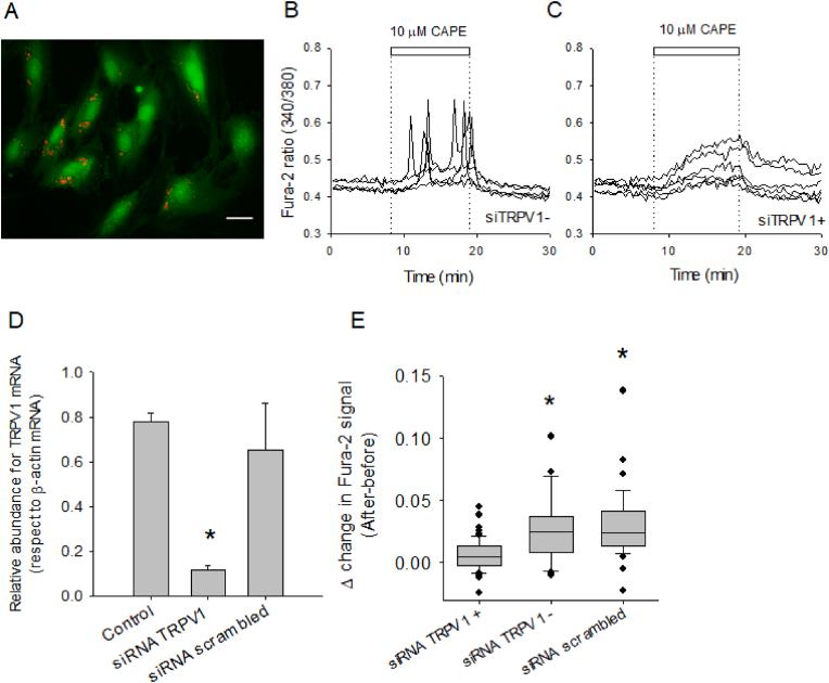 https://cdn.ncbi.nlm.nih.gov/pmc/blobs/a3d7/11794178/802d47498895/gr7.jpg