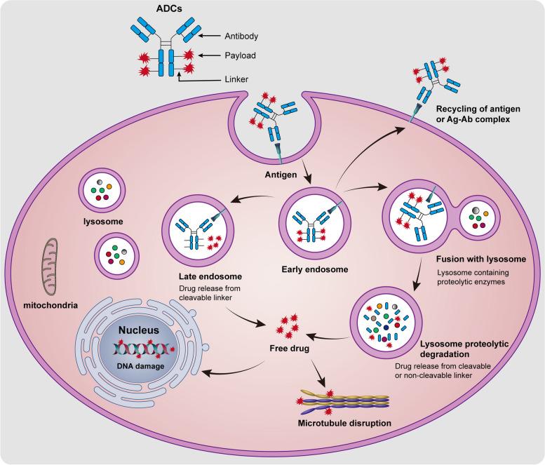 https://cdn.ncbi.nlm.nih.gov/pmc/blobs/a3d8/11222366/58d61dc1f3a7/43556_2024_188_Fig3_HTML.jpg