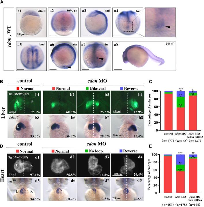 https://cdn.ncbi.nlm.nih.gov/pmc/blobs/a3d9/11374761/276b8521eee0/fcell-12-1429782-g001.jpg