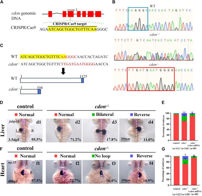 https://cdn.ncbi.nlm.nih.gov/pmc/blobs/a3d9/11374761/6053da1bb55f/fcell-12-1429782-g004.jpg
