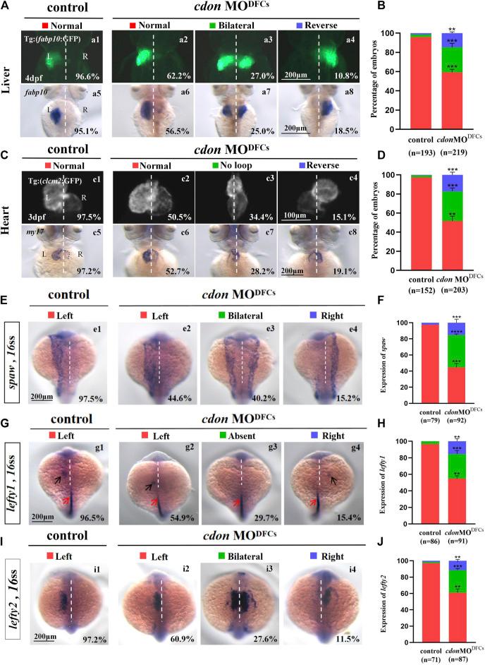 https://cdn.ncbi.nlm.nih.gov/pmc/blobs/a3d9/11374761/76ec583275be/fcell-12-1429782-g006.jpg