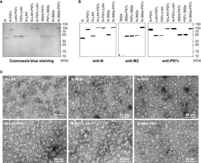 https://cdn.ncbi.nlm.nih.gov/pmc/blobs/a3e4/8632632/40ed72f51150/fimmu-12-772550-g001.jpg