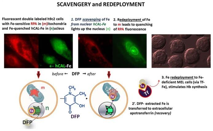 https://cdn.ncbi.nlm.nih.gov/pmc/blobs/a3e5/3952030/07ae1204c65a/fphar-05-00045-g006.jpg