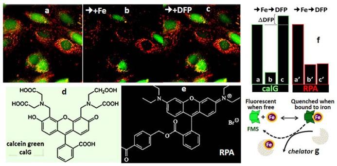 https://cdn.ncbi.nlm.nih.gov/pmc/blobs/a3e5/3952030/d80767a5078e/fphar-05-00045-g004.jpg