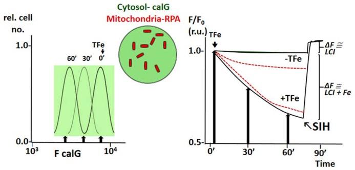 https://cdn.ncbi.nlm.nih.gov/pmc/blobs/a3e5/3952030/f2250f302769/fphar-05-00045-g005.jpg