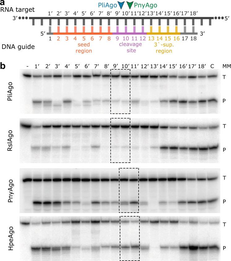 https://cdn.ncbi.nlm.nih.gov/pmc/blobs/a3e7/9360449/6893dcd06658/41467_2022_32079_Fig6_HTML.jpg