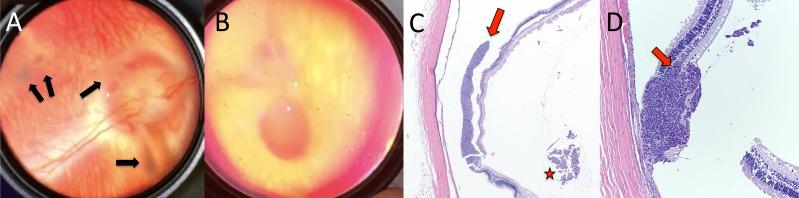 https://cdn.ncbi.nlm.nih.gov/pmc/blobs/a3ea/5783625/9a2e4c498639/i1552-5783-59-1-446-f05.jpg