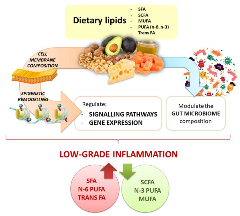 https://cdn.ncbi.nlm.nih.gov/pmc/blobs/a3eb/8300813/2a4ad04eb45a/antioxidants-10-00994-g003.jpg