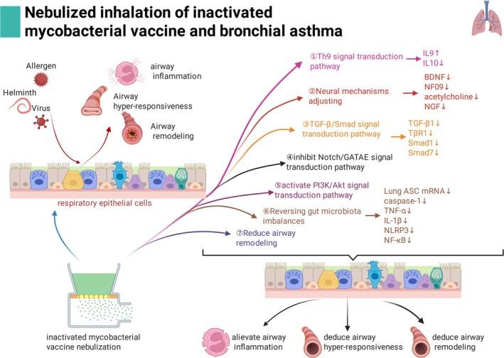 https://cdn.ncbi.nlm.nih.gov/pmc/blobs/a3f0/12213138/2f5960904365/CRJ-19-e70101-g002.jpg