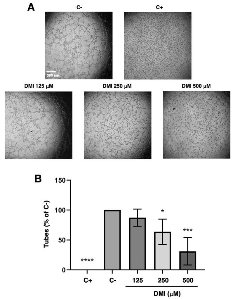 https://cdn.ncbi.nlm.nih.gov/pmc/blobs/a3f0/9783644/981fb08e58be/ijms-23-15972-g003.jpg
