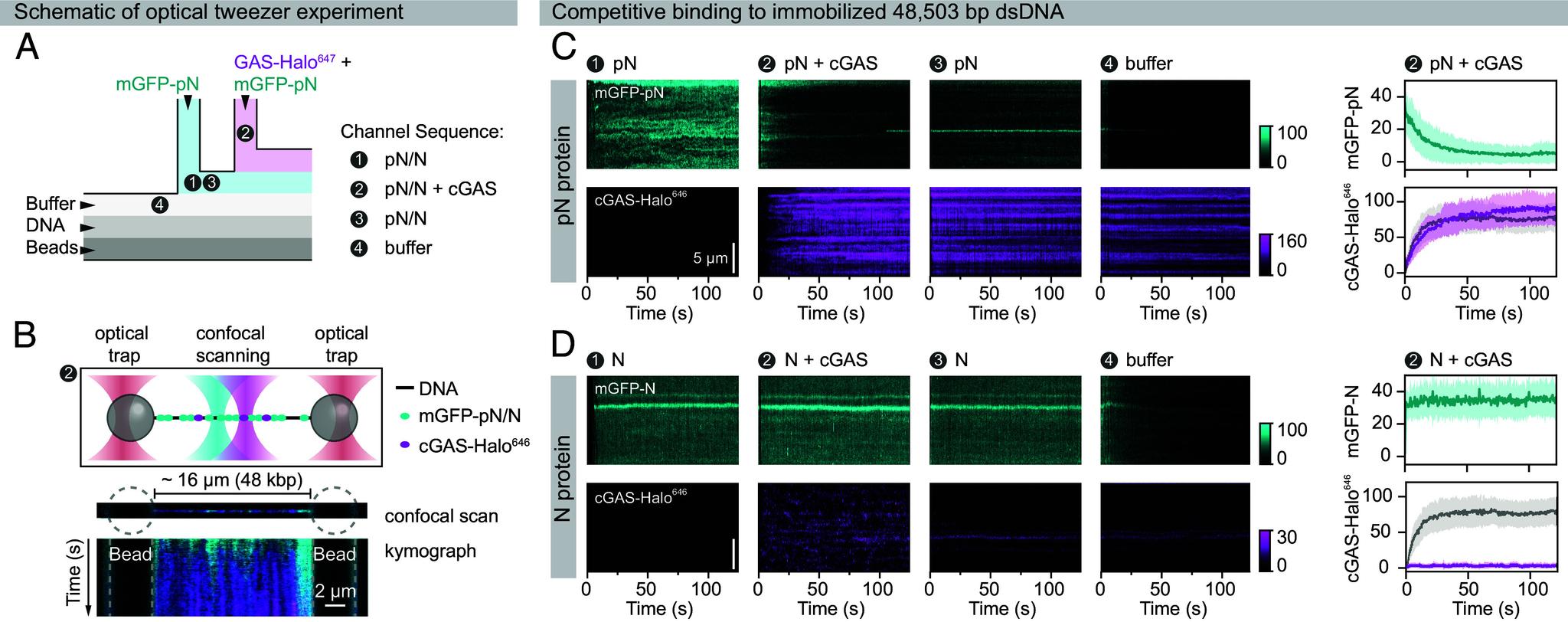 https://cdn.ncbi.nlm.nih.gov/pmc/blobs/a3f1/12232725/2a44a68d4852/pnas.2426204122fig05.jpg