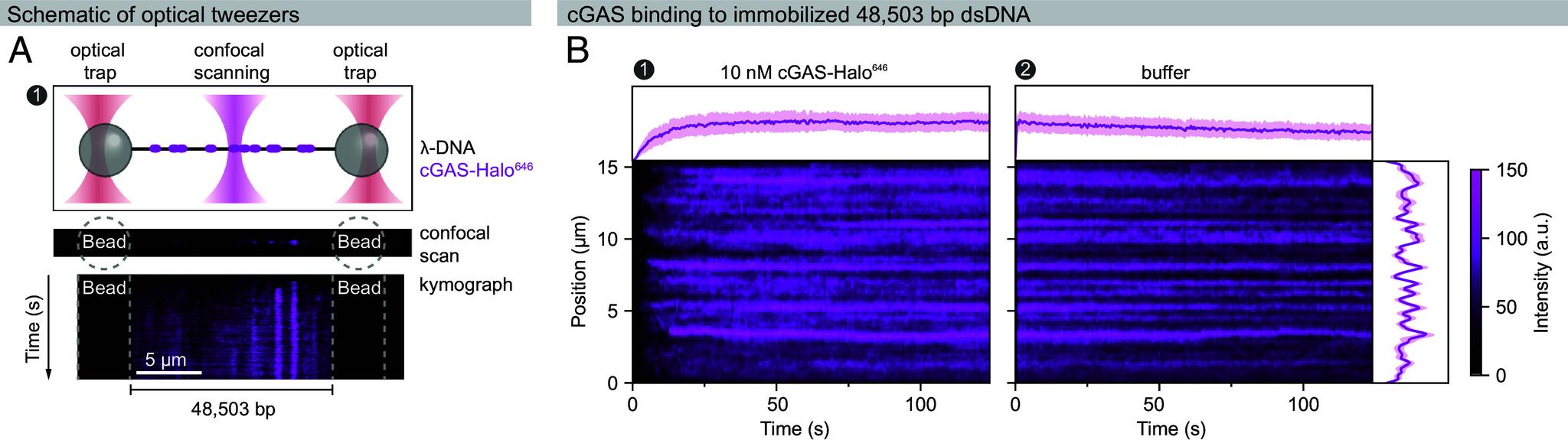 https://cdn.ncbi.nlm.nih.gov/pmc/blobs/a3f1/12232725/2bc7221765ec/pnas.2426204122fig04.jpg