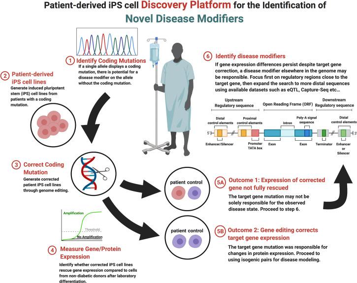 https://cdn.ncbi.nlm.nih.gov/pmc/blobs/a3f4/8206553/11d16663183a/fendo-12-682625-g001.jpg