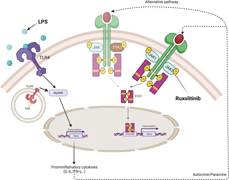 https://cdn.ncbi.nlm.nih.gov/pmc/blobs/a3f5/9851469/e8dbdba33fe5/fimmu-13-1045316-g008.jpg
