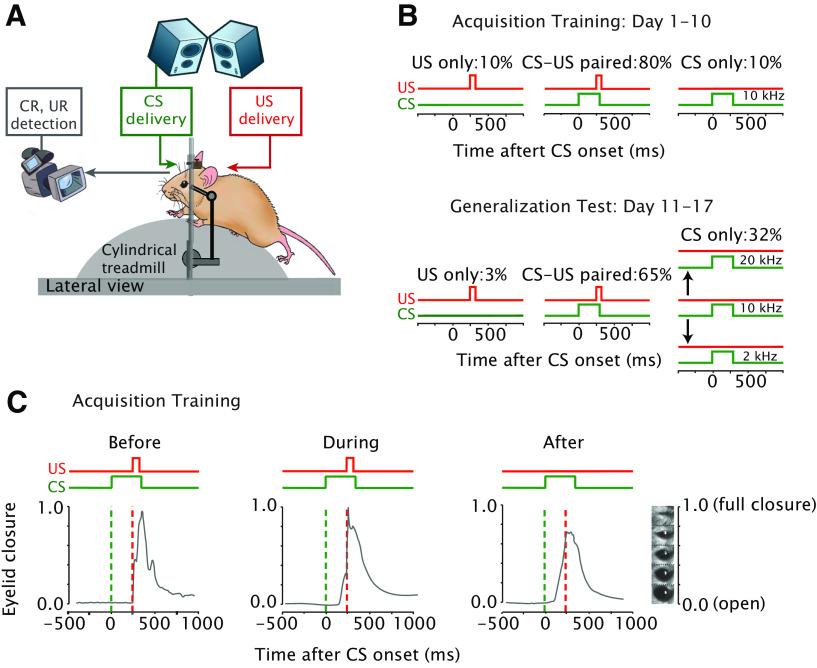 https://cdn.ncbi.nlm.nih.gov/pmc/blobs/a3fa/8941640/432195be9eac/ENEURO.0400-21.2022_f001.jpg