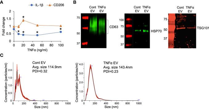 https://cdn.ncbi.nlm.nih.gov/pmc/blobs/a3fb/9108364/3f73b5a4fbdf/fimmu-13-878194-g001.jpg