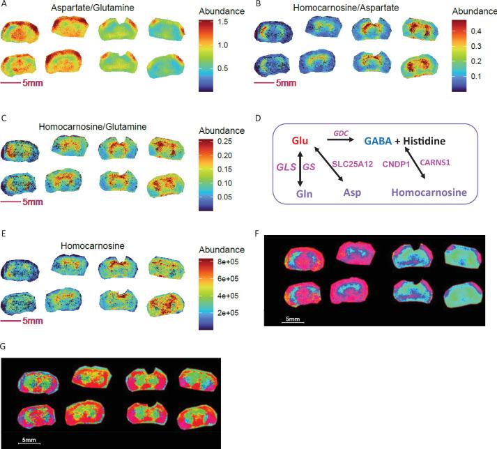 https://cdn.ncbi.nlm.nih.gov/pmc/blobs/a3fd/11919253/42a0a09bc9ce/elife-96892-fig7.jpg