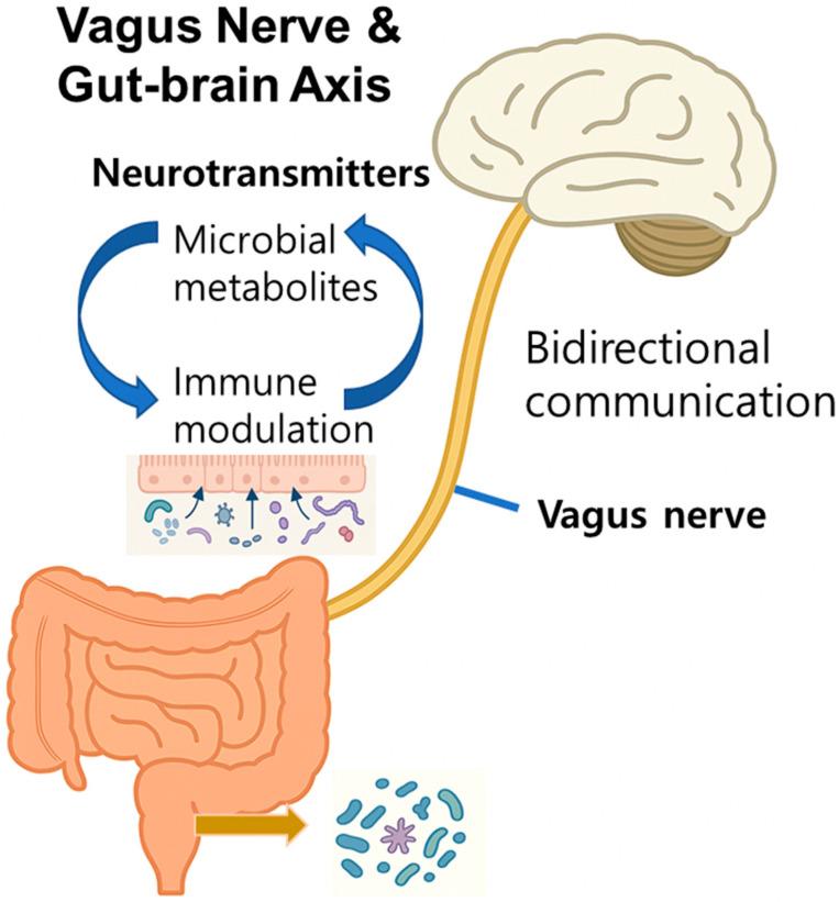 https://cdn.ncbi.nlm.nih.gov/pmc/blobs/a3fd/12428407/2b416b3c3fee/ijms-26-08419-g001.jpg