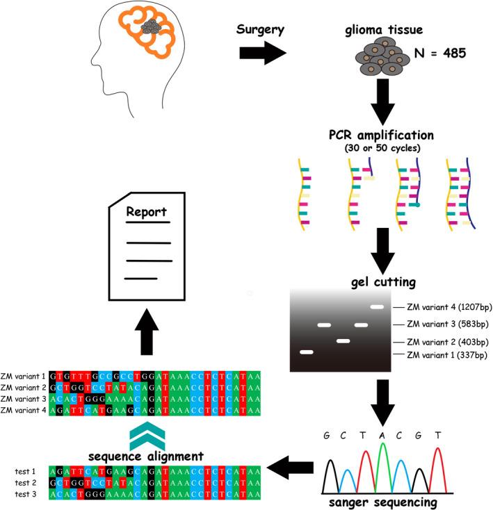 https://cdn.ncbi.nlm.nih.gov/pmc/blobs/a3fd/8025647/de3efe3f7bb8/CNS-27-617-g006.jpg
