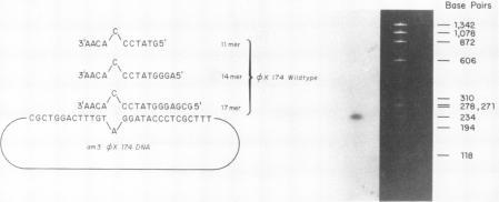 https://cdn.ncbi.nlm.nih.gov/pmc/blobs/a3fe/327955/21b05acaf212/nar00452-0125-a.jpg