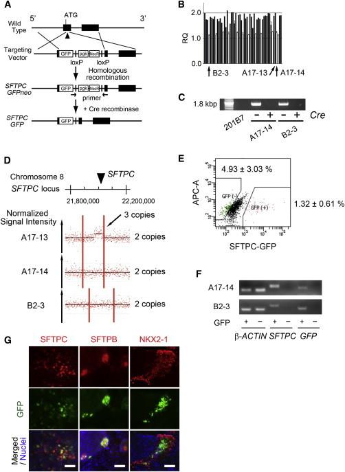 https://cdn.ncbi.nlm.nih.gov/pmc/blobs/a3fe/4266003/595b4facc25b/gr3.jpg