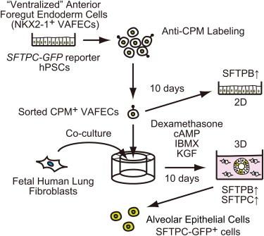 https://cdn.ncbi.nlm.nih.gov/pmc/blobs/a3fe/4266003/9b3b1105fa77/fx1.jpg