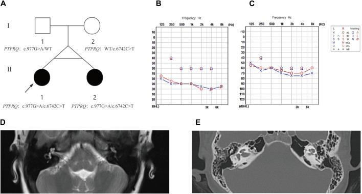 https://cdn.ncbi.nlm.nih.gov/pmc/blobs/a3ff/11349657/f8a8409152b6/fgene-15-1399760-g001.jpg