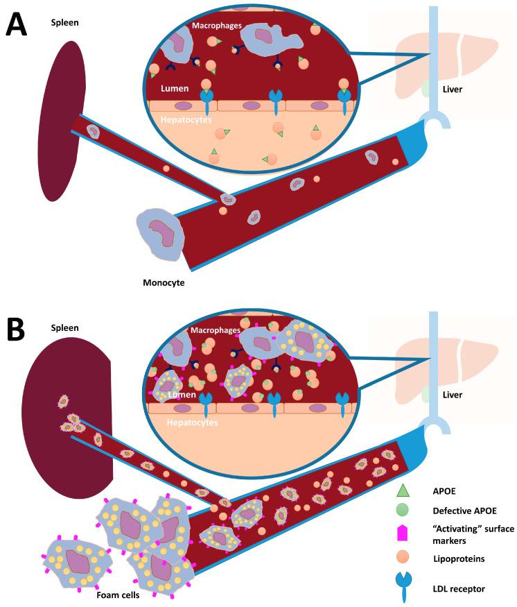 https://cdn.ncbi.nlm.nih.gov/pmc/blobs/a402/11942003/65827ab5137a/genes-16-00289-g001.jpg