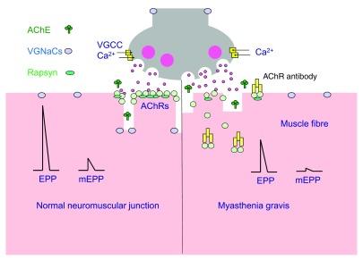 https://cdn.ncbi.nlm.nih.gov/pmc/blobs/a402/4926737/a91513f1015f/f1000research-5-8826-g0000.jpg