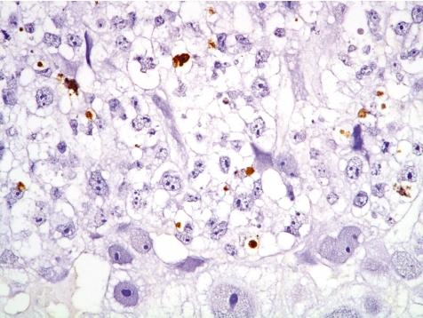 https://cdn.ncbi.nlm.nih.gov/pmc/blobs/a404/3234607/5ed2950da866/tox-24-095-g024.jpg