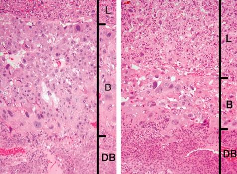 https://cdn.ncbi.nlm.nih.gov/pmc/blobs/a404/3234607/a1509f38a4dd/tox-24-095-g025.jpg