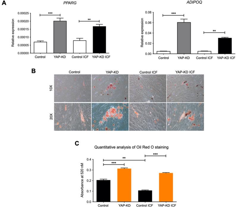 https://cdn.ncbi.nlm.nih.gov/pmc/blobs/a406/9561743/24fdee1ec8ef/gr6.jpg