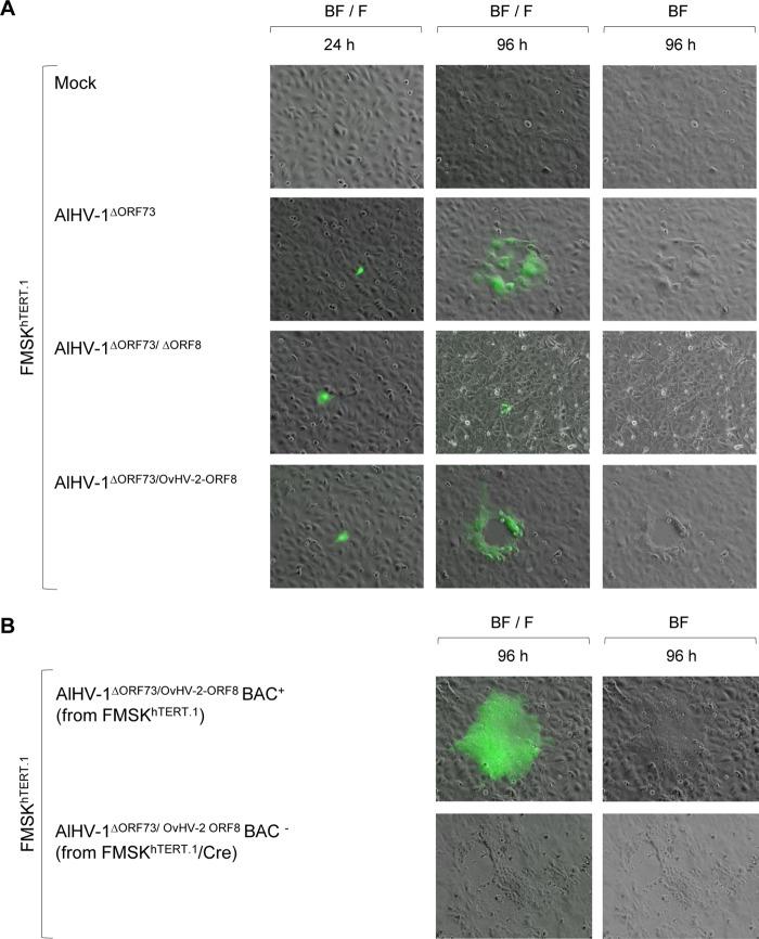 https://cdn.ncbi.nlm.nih.gov/pmc/blobs/a407/4973634/9f0923d36ead/sph0041621240002.jpg