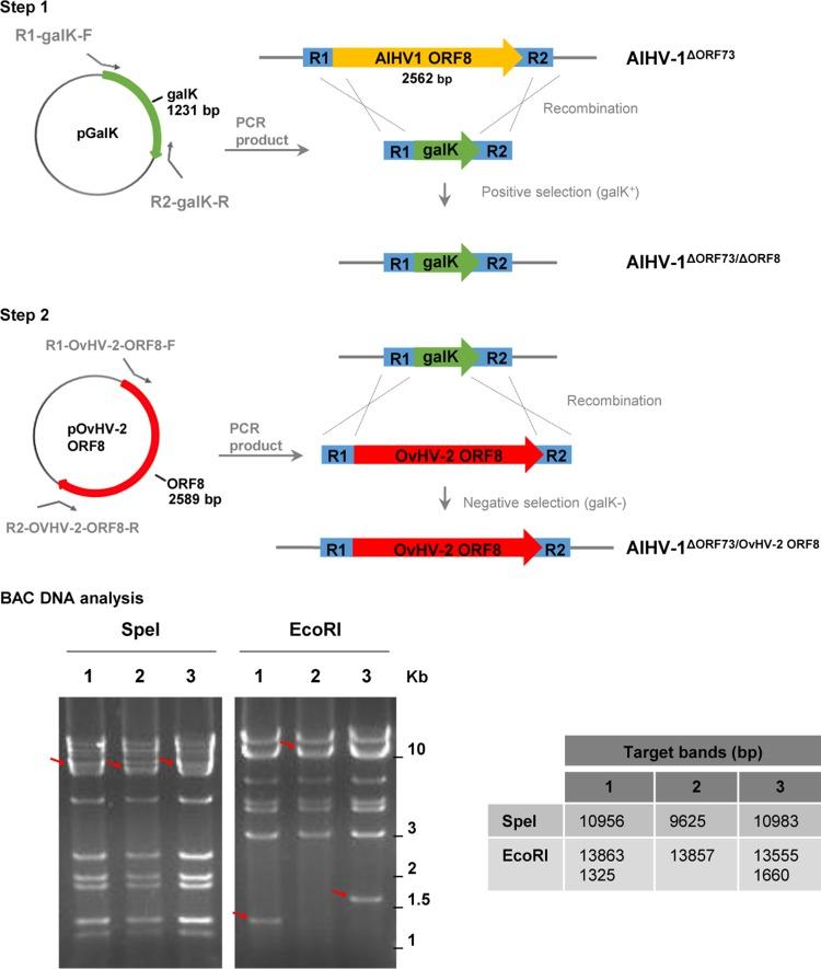 https://cdn.ncbi.nlm.nih.gov/pmc/blobs/a407/4973634/d76fb4b5e013/sph0041621240001.jpg
