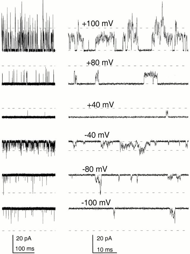 https://cdn.ncbi.nlm.nih.gov/pmc/blobs/a40e/2232397/bc9789a9aa16/JGP8381.f5.jpg