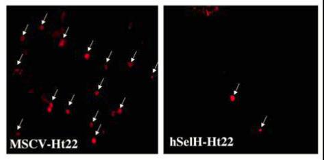 https://cdn.ncbi.nlm.nih.gov/pmc/blobs/a410/1802020/fbf196b579a3/ijbsv03p0198g05.jpg