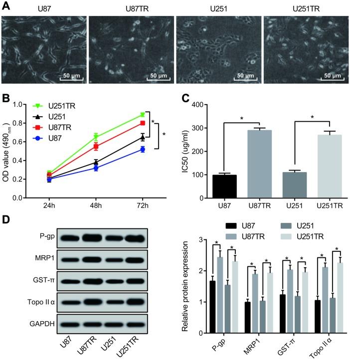 https://cdn.ncbi.nlm.nih.gov/pmc/blobs/a410/6914387/cdcef315d4a6/aging-11-102455-g003.jpg
