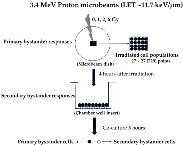 https://cdn.ncbi.nlm.nih.gov/pmc/blobs/a411/10741139/a25fab0f2642/biology-12-01485-g001.jpg