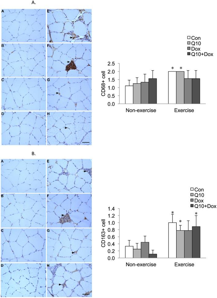 https://cdn.ncbi.nlm.nih.gov/pmc/blobs/a412/5377412/a797e0f21508/JCSM-8-277-g003.jpg