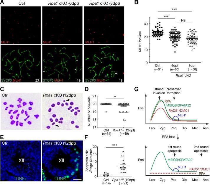 https://cdn.ncbi.nlm.nih.gov/pmc/blobs/a412/6375638/0b8b4e553728/pgen.1007952.g007.jpg
