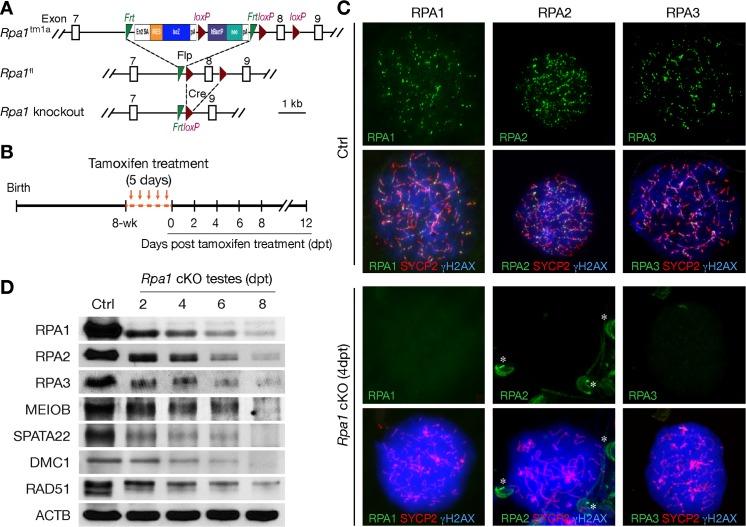 https://cdn.ncbi.nlm.nih.gov/pmc/blobs/a412/6375638/21cfdffa5931/pgen.1007952.g002.jpg