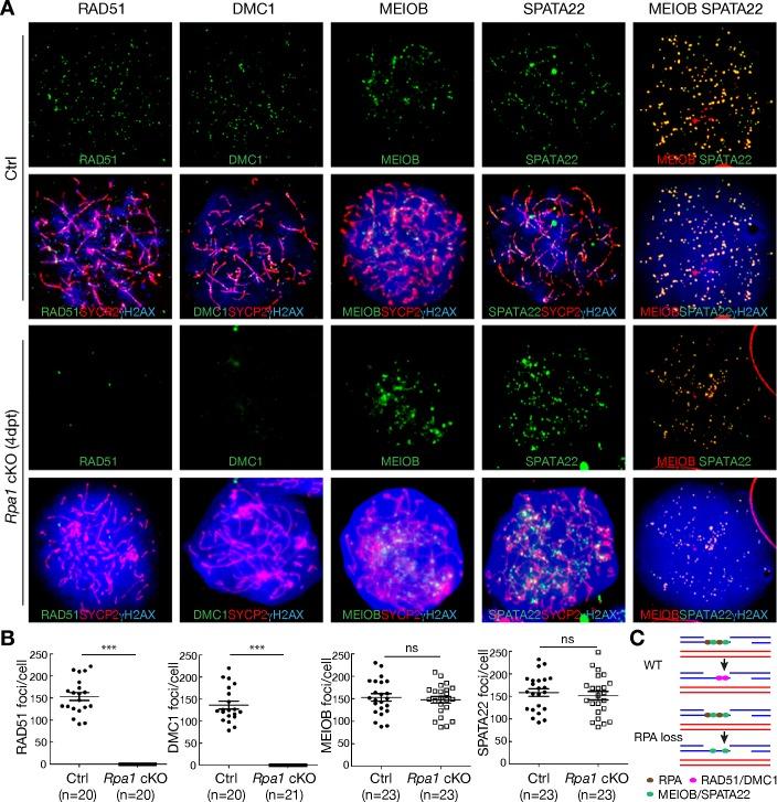 https://cdn.ncbi.nlm.nih.gov/pmc/blobs/a412/6375638/5272e66f2701/pgen.1007952.g005.jpg