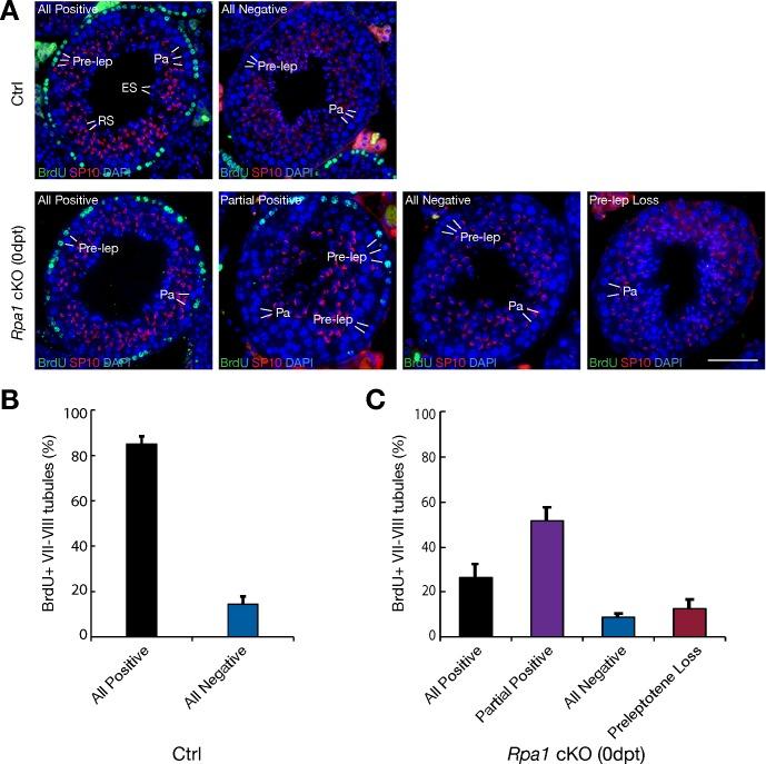 https://cdn.ncbi.nlm.nih.gov/pmc/blobs/a412/6375638/96145c3d42aa/pgen.1007952.g004.jpg