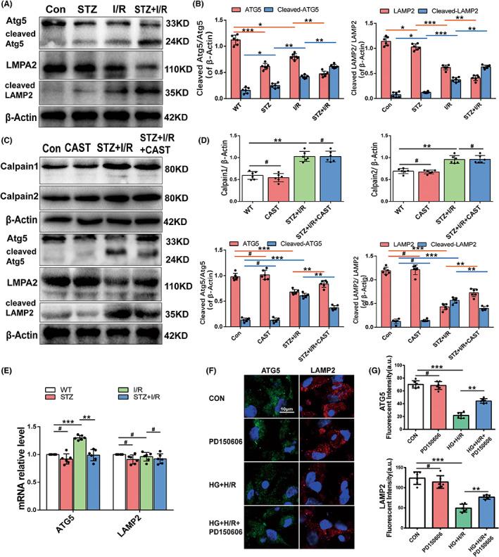 https://cdn.ncbi.nlm.nih.gov/pmc/blobs/a412/9843523/127b3336fff3/JCMM-27-232-g001.jpg