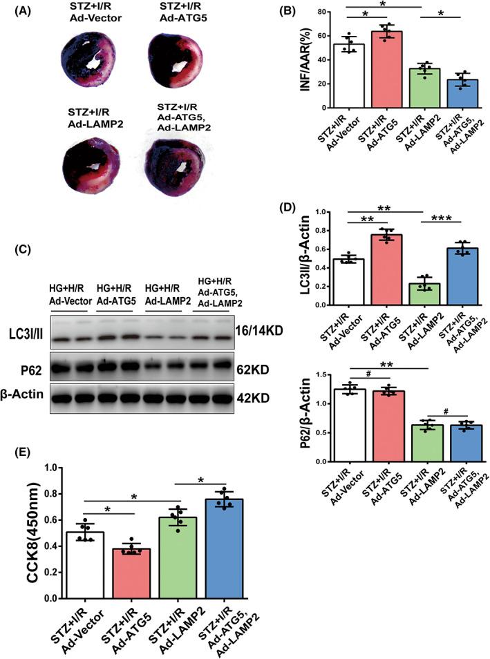 https://cdn.ncbi.nlm.nih.gov/pmc/blobs/a412/9843523/48d6acbc1883/JCMM-27-232-g006.jpg