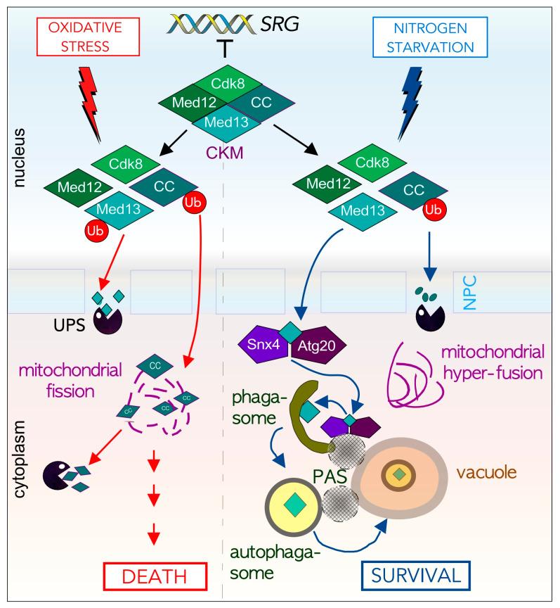 https://cdn.ncbi.nlm.nih.gov/pmc/blobs/a416/7823608/1da4f4129da6/cells-10-00017-g005.jpg